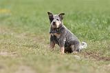 BOUVIER AUSTRALIEN 209
